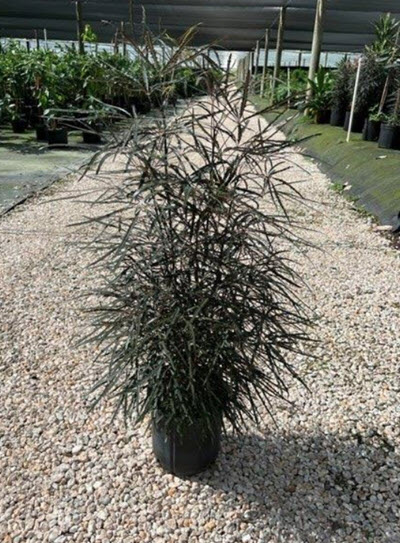 10" Aralia False